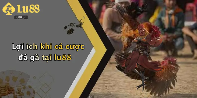 Lợi ích khi cá cược đá gà tại lu88